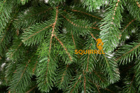 Cast branch Kovalivska green